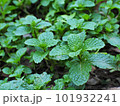 Fresh Green peppermint leaves from organic farm. 101932241