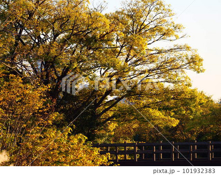 埼玉県川口市荒川三領水門からの秋の風景 101932383