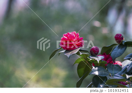Spring flowers, red camellia flowers bloomed in the garden Spring flowers, red camellia flowers bloomed in the garden 101932451