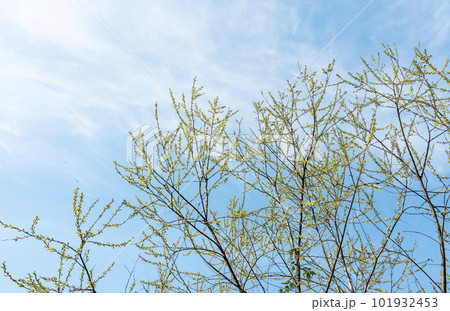Willow sprouts heading for the blue sky Willow sprouts heading for the blue sky 101932453