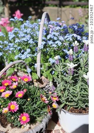 花の寄せ植え＆寄せ鉢 101932467
