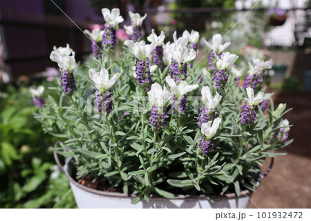 鉢植えのフレンチラベンダー 鉢植えのフレンチラベンダー 101932472