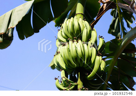 Young green banana fruit on banana tree Young green banana fruit on banana tree 101932546