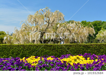 フジ(富士山型)とパンジー フジ(富士山型)とパンジー 101932684