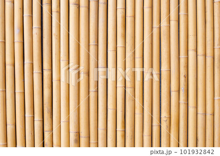 Yellow bamboo texture. Dried bamboo wall or fence background 101932842