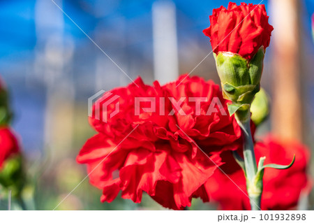 カーネーション　赤系 101932898