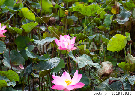 Pink lotus flower blooming in pond with green leaves 101932920