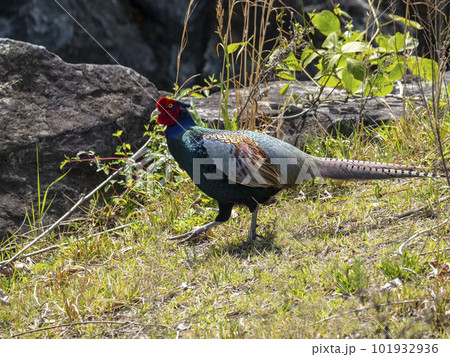 地面を歩くオスのキジ 地面を歩くオスのキジ 101932936