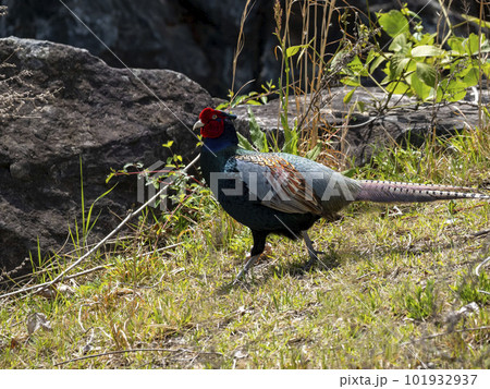 地面を歩くオスのキジ 101932937