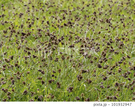 野原に生えるたくさんのスズメノヤリ 101932947