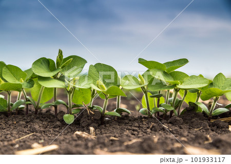 Fresh green soy plants on the field in spring. Rows of young soybean plants  101933117