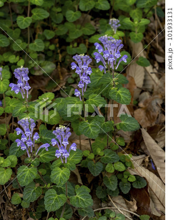 日陰に生えているタツナミソウ 101933131