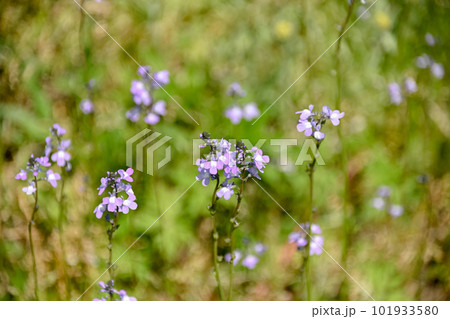 マツバウンラン 101933580