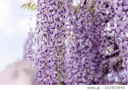 藤の花　クローズアップ 101933648