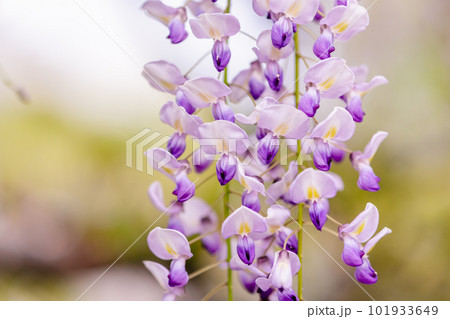 藤の花 クローズアップ 藤の花 クローズアップ 101933649