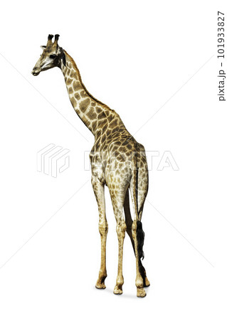 Somali Giraffe, commonly known as Reticulated Giraffe, Giraffa camelopardalis reticulata, 2 and a half years old standing against white background.clipping path. Somali Giraffe, commonly known as Reticulated Giraffe, Giraffa camelopardalis reticulata, 2 and a half years old standing against white background.clipping path. 101933827