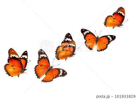 Beautiful monarch butterfly isolated on white background. Set of Big Monarch butterflies, isolated on white background. Tawny Coster (Acraea violae) Acraea terpsicore. Beautiful monarch butterfly isolated on white background. Set of Big Monarch butterflies, isolated on white background. Tawny Coster (Acraea violae) Acraea terpsicore. 101933829