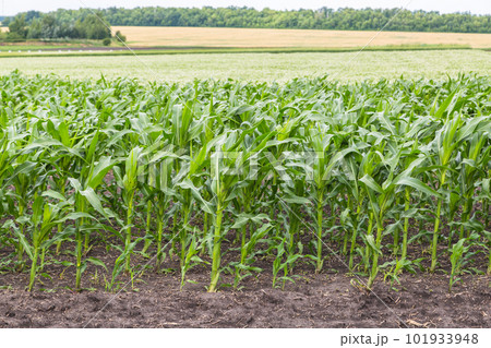 Green field of young corn with clean rows Green field of young corn with clean rows 101933948