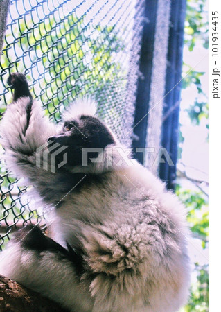 エリマキレムール エリマキレムール 101934435