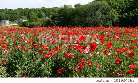 東松山農林公園のポピー　（埼玉県東松山市） 101934565