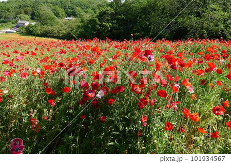 東松山農林公園のポピー (埼玉県東松山市) 東松山農林公園のポピー (埼玉県東松山市) 101934567