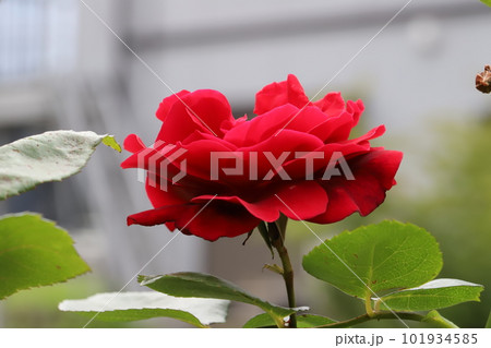 春の庭に咲く赤いバラの花 春の庭に咲く赤いバラの花 101934585