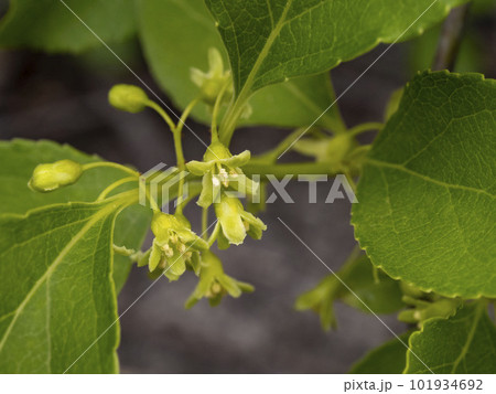 ツルウメモドキの雄花 101934692