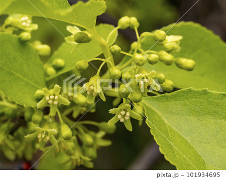 ツルウメモドキの雄花 101934695