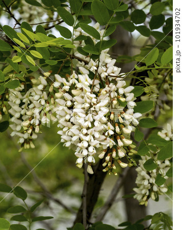 ハリエンジュ（ニセアカシア）の白い花 101934702