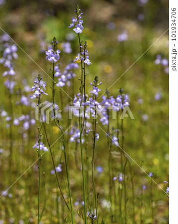 マツバウンランの花 101934706