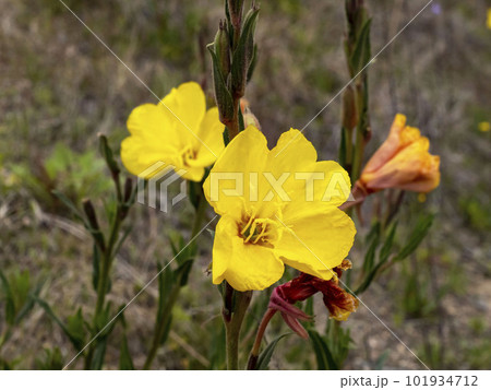 マツヨイグサの黄色い花 マツヨイグサの黄色い花 101934712