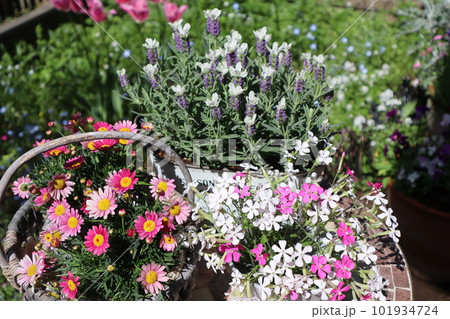 初夏の庭　花の寄せ植え＆寄せ鉢 101934724