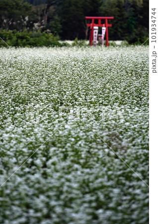肘折の蕎麦畑 101934744