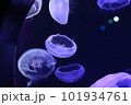 くらげ　うみの杜水族館 101934761