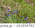 オオルリムスカリ 101934762