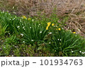 スノーフレークと黄水仙 101934763