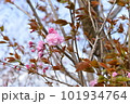 サトザクラ 101934764