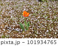 チューリップと桜の絨毯 101934765