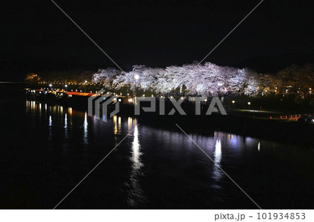 一目千本桜 101934853