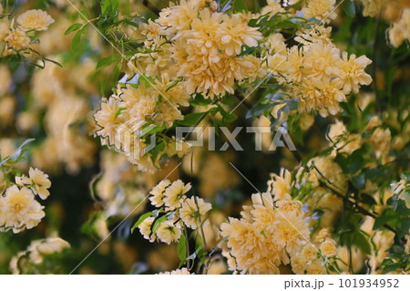 ミモザの花 101934952