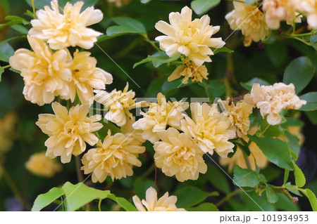 ミモザの花 101934953