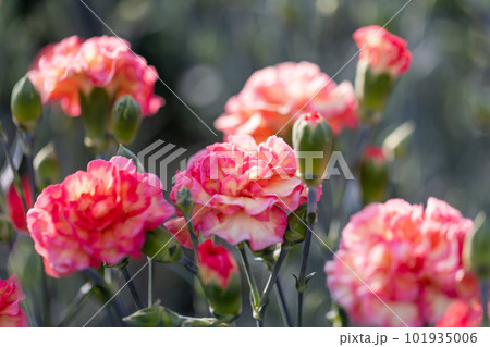 カーネーション　白、桃、ピンク色交じり 101935006