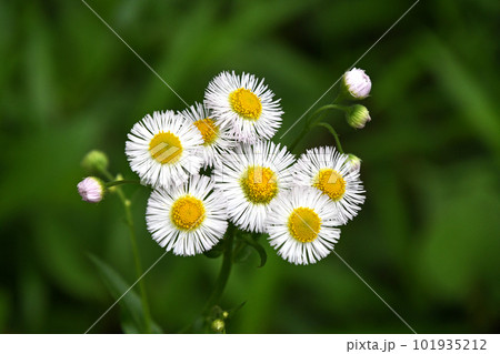 ハルジオン（春紫苑） 101935212