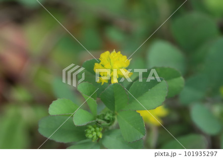 春の野原に咲く黄色い小さなコメツブツメクサの花 101935297