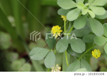 春の野原に咲く黄色い小さなコメツブツメクサの花 春の野原に咲く黄色い小さなコメツブツメクサの花 101935308