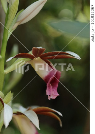 自然　植物　カクチョウラン、南方系のラン。萼片と側花弁は外が白で内は赤紫色、唇弁は筒状に巻く 101935367