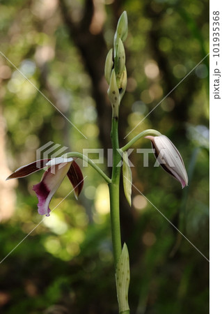 自然　植物　カクチョウラン、草丈は一メートル程にもなり花の大きさは十センチ。かなり目立ちます 101935368