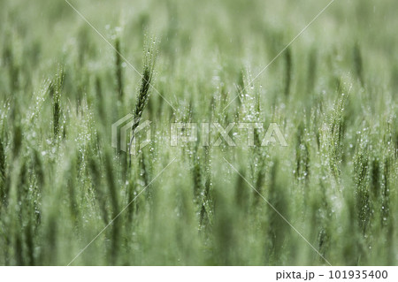 雨に濡れた小麦の穂 101935400
