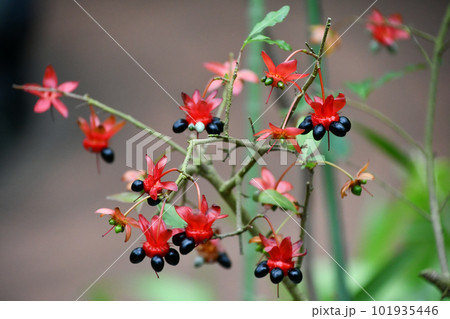 オクナセルラタ 101935446