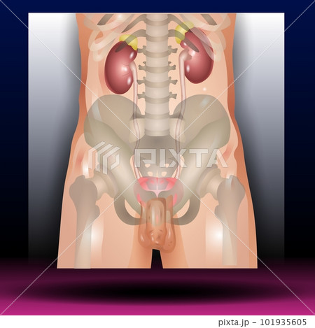 Male Genitourinary system consists of the kidneys, ureters, bladder, urethra and sex organs. reproductive and urinary system. Human silhouette. Vector Illustration. Male Genitourinary system consists of the kidneys, ureters, bladder, urethra and sex organs. reproductive and urinary system. Human silhouette. Vector Illustration. 101935605